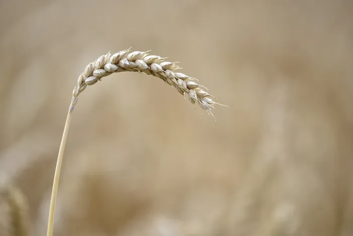 Gerahmter Druck : Ein einzelnes Weizenkorn (Triticum) Gerahmter Druck : Ein einzelnes Weizenkorn (Triticum)