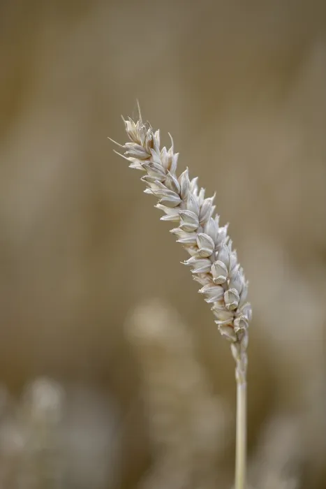 Gerahmter Druck : Einzelner Weizenähre (Triticum) Gerahmter Druck : Einzelner Weizenähre (Triticum)