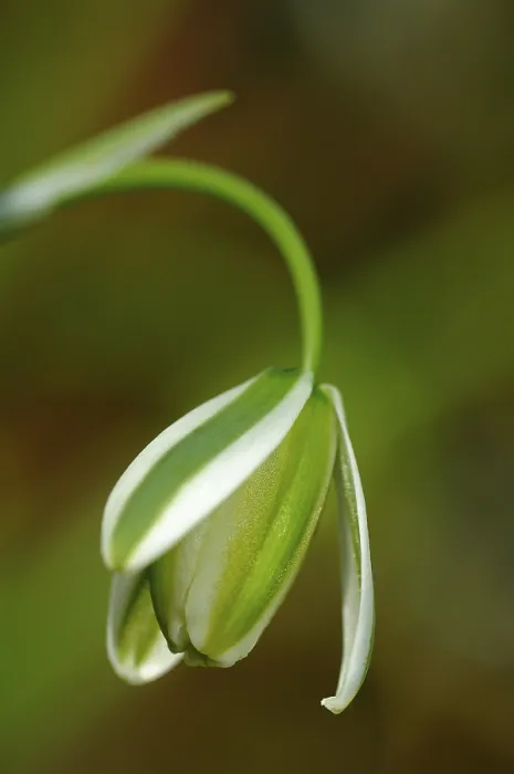 Gerahmter Druck : Einzelblüte von Albuca maxima. Gerahmter Druck : Einzelblüte von Albuca maxima.