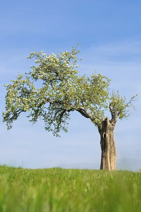Gerahmter Druck : Einzelblühender Baum im Frühling.