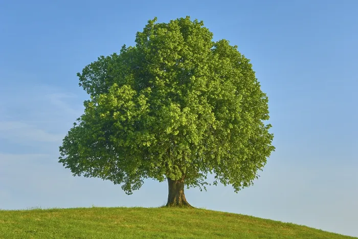 Gerahmter Druck : Ein einzelner großer Limbaum (Tilia). Gerahmter Druck : Ein einzelner großer Limbaum (Tilia).