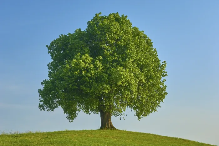 Gerahmter Druck : Ein einzelner großer Limbaum (Tilia). Gerahmter Druck : Ein einzelner großer Limbaum (Tilia).