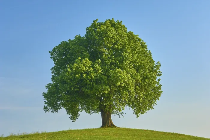 Gerahmter Druck : Ein einzelner großer Limbaum (Tilia). Gerahmter Druck : Ein einzelner großer Limbaum (Tilia).