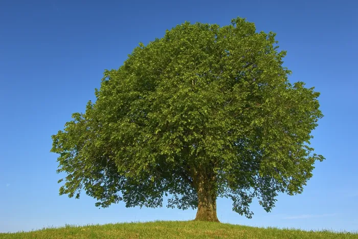 Gerahmter Druck : Ein einzelner großer Limbaum (Tilia). Gerahmter Druck : Ein einzelner großer Limbaum (Tilia).
