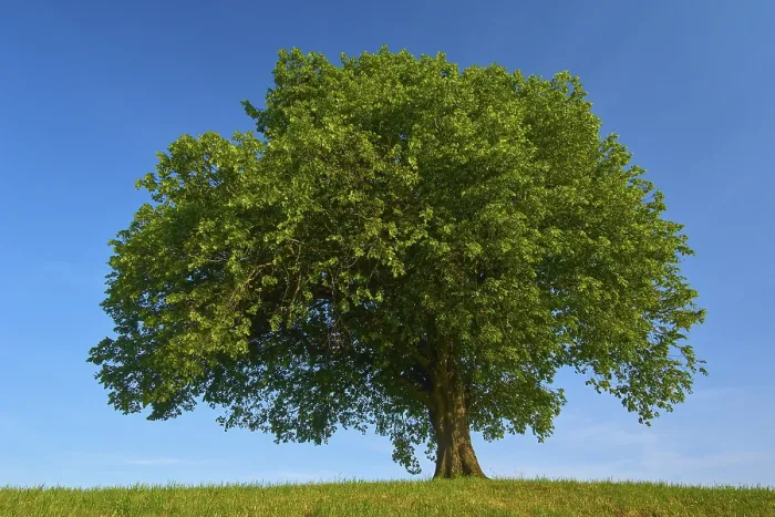 Gerahmter Druck : Ein einzelner großer Limbaum (Tilia) Gerahmter Druck : Ein einzelner großer Limbaum (Tilia)