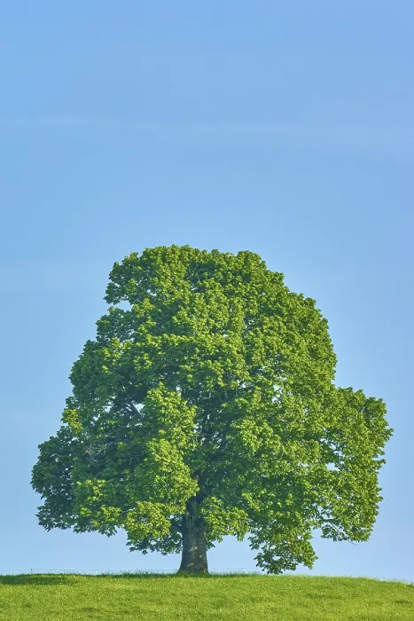Gerahmter Druck : Ein einzelner großer Limbaum (Tilia). Gerahmter Druck : Ein einzelner großer Limbaum (Tilia).