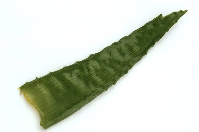 Gerahmter Druck : Einzelblatt der Aloe vera. Gerahmter Druck : Einzelblatt der Aloe vera.