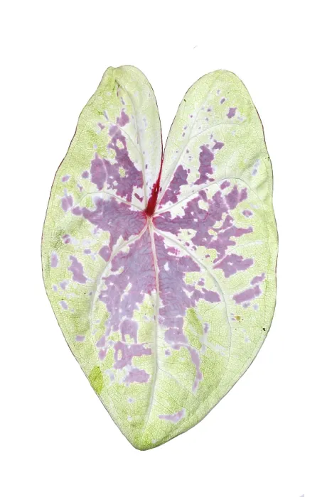 Gerahmter Druck : Einzelblatt rosa. Gerahmter Druck : Einzelblatt rosa.