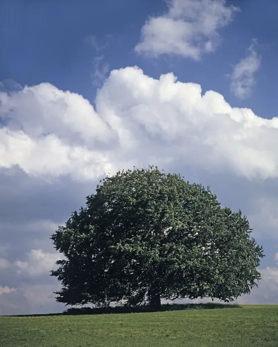 Gerahmter Druck : Einzelne Limette - Sommer Gerahmter Druck : Einzelne Limette - Sommer
