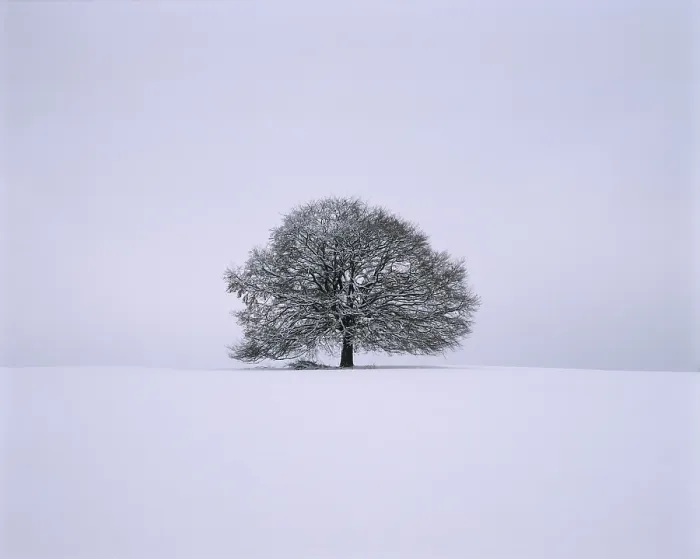 Gerahmter Druck : Einzelne Limette - Winter Gerahmter Druck : Einzelne Limette - Winter