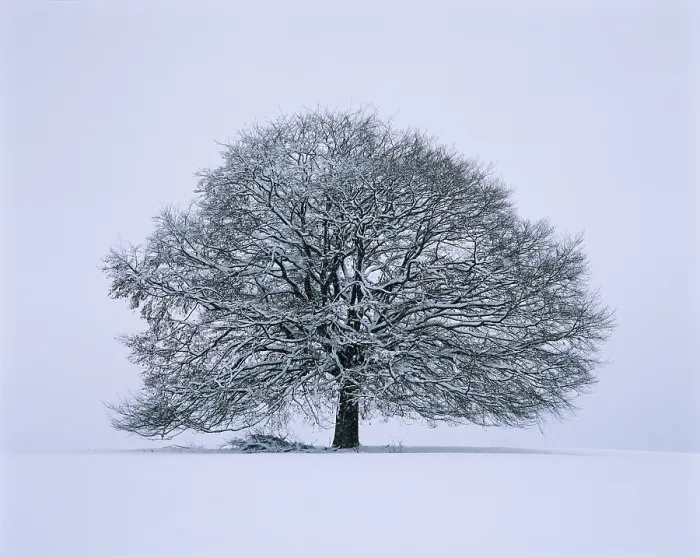 Gerahmter Druck : Einzelne Limette - Winter Gerahmter Druck : Einzelne Limette - Winter