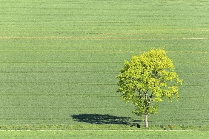 Gerahmter Druck : Ein einzelner Ahorn (Acer) am Wegesrand im Feld. Gerahmter Druck : Ein einzelner Ahorn (Acer) am Wegesrand im Feld.