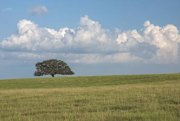 Gerahmter Druck : Ein einzelner Eichenbaum in einem offenen Feld. Gerahmter Druck : Ein einzelner Eichenbaum in einem offenen Feld.