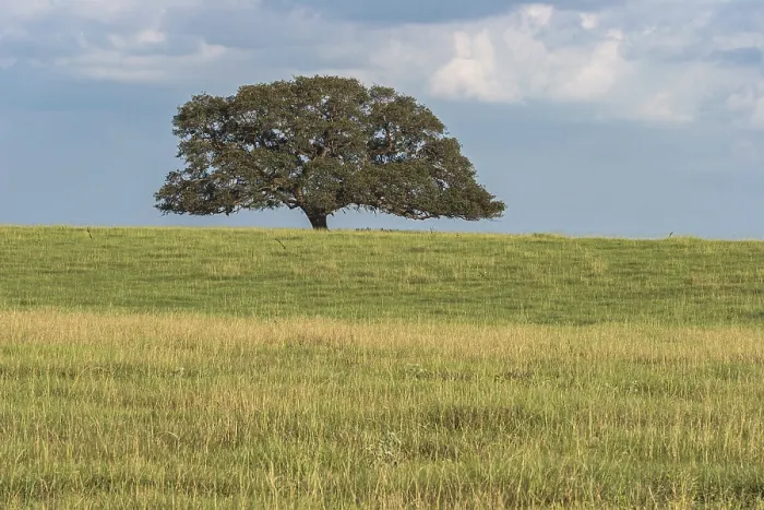Gerahmter Druck : Ein einzelnes Eichenbaum in einem offenen Feld. Gerahmter Druck : Ein einzelnes Eichenbaum in einem offenen Feld.
