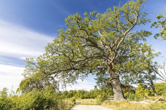 Gerahmter Druck : Einzelner alter Baum, Eiche (Quercus). Gerahmter Druck : Einzelner alter Baum, Eiche (Quercus).