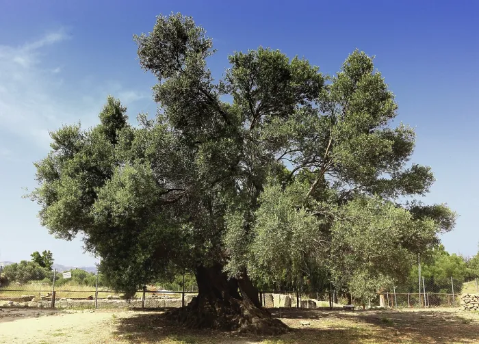 Gerahmter Druck : Einzelner Olivenbaum, Kreta, Griechenland. Gerahmter Druck : Einzelner Olivenbaum, Kreta, Griechenland.