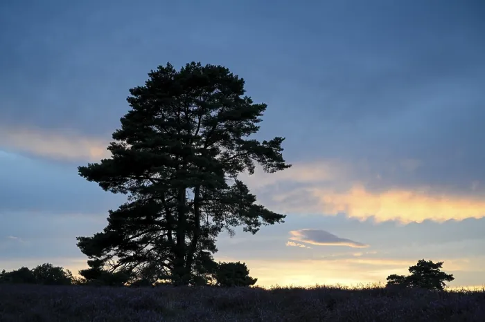 Gerahmter Druck : Ein einzelner Kieferbaum vor dem Abendhimmel. Gerahmter Druck : Ein einzelner Kieferbaum vor dem Abendhimmel.