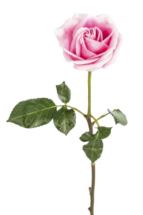 Gerahmter Druck : Ein einzelner rosa Rosen auf einem weißen Hintergrund. Gerahmter Druck : Ein einzelner rosa Rosen auf einem weißen Hintergrund.