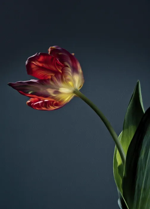 Gerahmter Druck : Einzelne rote Tulpenblätter. Gerahmter Druck : Einzelne rote Tulpenblätter.
