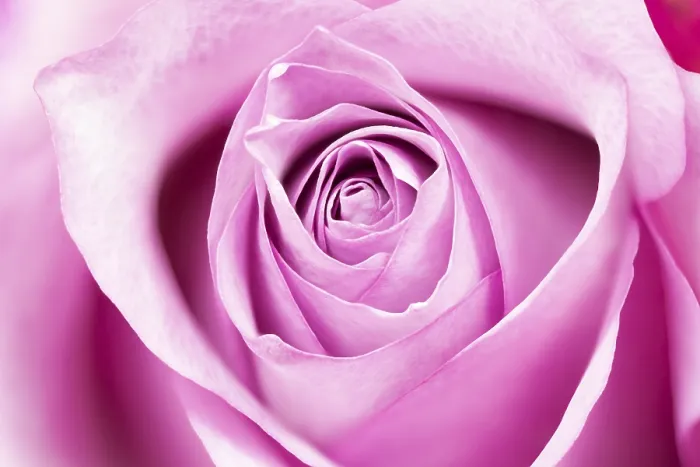 Gerahmter Druck : Einzelrose, Vollgröße. Gerahmter Druck : Einzelrose, Vollgröße.