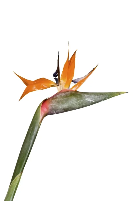 Gerahmter Druck : Einzel Strelitzia Gerahmter Druck : Einzel Strelitzia