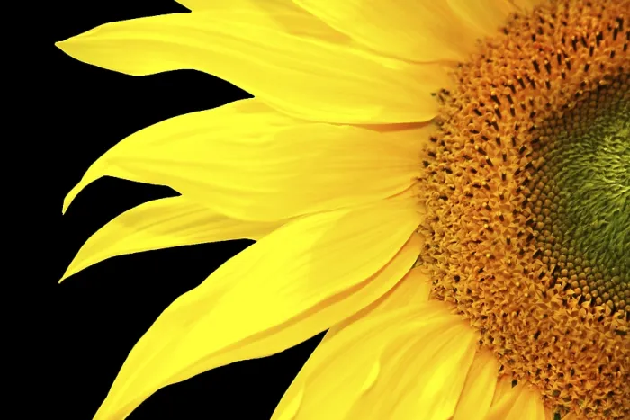 Gerahmter Druck : Einzelner Sonnenblume Gerahmter Druck : Einzelner Sonnenblume