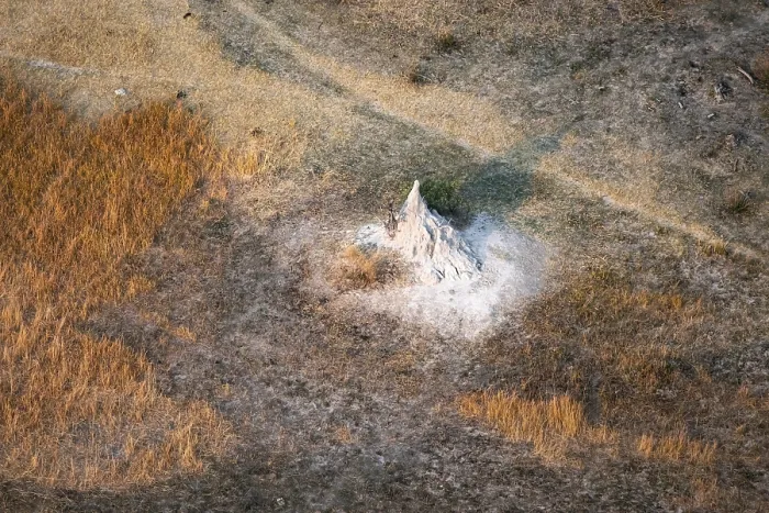 Gerahmter Druck : Ein einzelner Termitenhügel, Landschaft. Gerahmter Druck : Ein einzelner Termitenhügel, Landschaft.