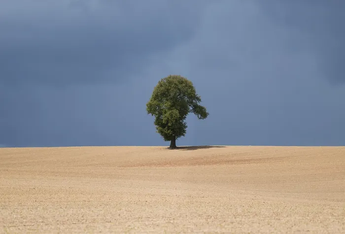 Gerahmter Druck : Einzelbaum, landwirtschaftliche Landschaft. Gerahmter Druck : Einzelbaum, landwirtschaftliche Landschaft.