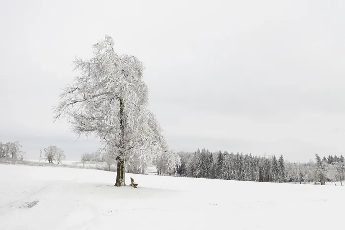 Gerahmter Druck : Ein einzelner Baum und ein Bank im Schnee. Gerahmter Druck : Ein einzelner Baum und ein Bank im Schnee.
