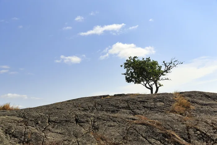 Gerahmter Druck : Ein einzelner Baum wächst auf einer Felsformation. Gerahmter Druck : Ein einzelner Baum wächst auf einer Felsformation.