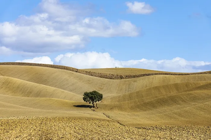 Gerahmter Druck : Ein einzelner Baum in hügeligen Feldern, gegen einen blauen Himmel und weiße Wolken.