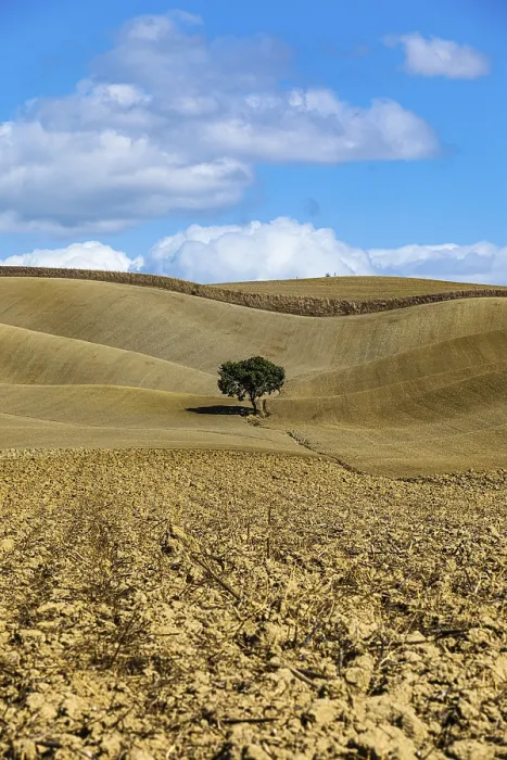 Gerahmter Druck : Ein einzelner Baum in hügeligen Feldern, gegen einen blauen Himmel und weiße Wolken. Gerahmter Druck : Ein einzelner Baum in hügeligen Feldern, gegen einen blauen Himmel und weiße Wolken.