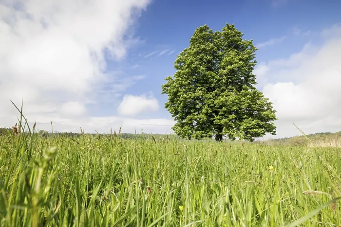 Gerahmter Druck : Ein einzelner Baum, Rosskastanie (Aesculus).
