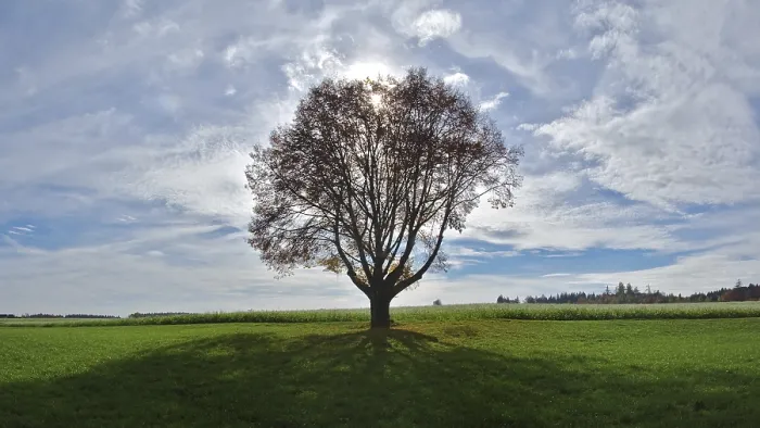 Gerahmter Druck : Einzelnes Baum gegen das Licht. Gerahmter Druck : Einzelnes Baum gegen das Licht.