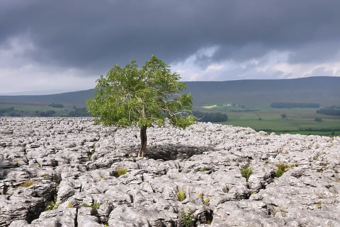 Gerahmter Druck : Ein einzelnes Baum in Kalkstein-Landschaft. Gerahmter Druck : Ein einzelnes Baum in Kalkstein-Landschaft.