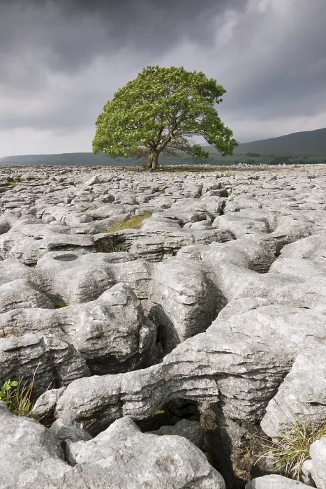 Gerahmter Druck : Einzelnes Baum in Kalksteinlandschaft. Gerahmter Druck : Einzelnes Baum in Kalksteinlandschaft.