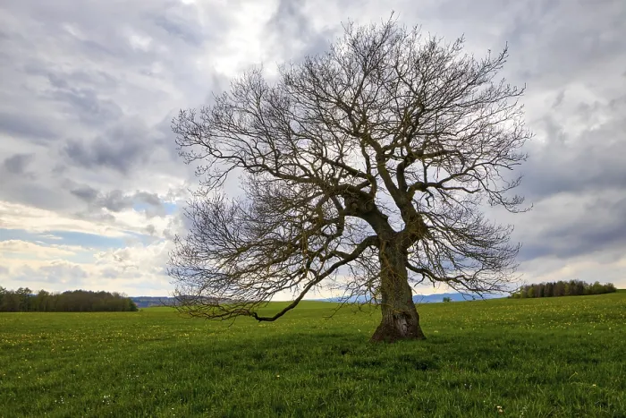 Gerahmter Druck : Ein einzelner Baum in einer Wiese mit Wolken. Gerahmter Druck : Ein einzelner Baum in einer Wiese mit Wolken.