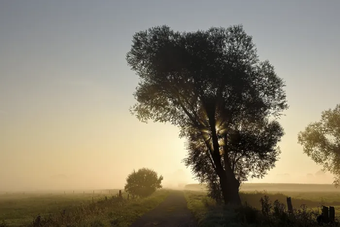 Gerahmter Druck : Ein einzelner Baum im Morgennebel, Sonnenlicht von hinten. Gerahmter Druck : Ein einzelner Baum im Morgennebel, Sonnenlicht von hinten.