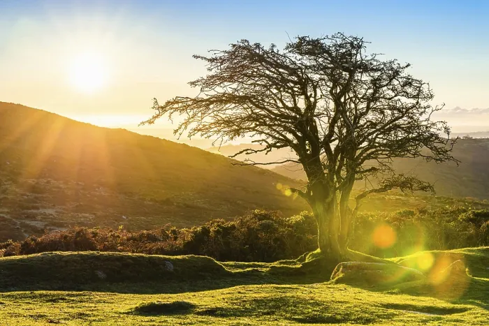 Gerahmter Druck : Ein einzelner Baum in den Strahlen des aufgehenden Sonnen. Gerahmter Druck : Ein einzelner Baum in den Strahlen des aufgehenden Sonnen.