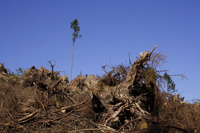 Gerahmter Druck : Ein einzelner Baum steht nach dem Sturm Kyrill. Gerahmter Druck : Ein einzelner Baum steht nach dem Sturm Kyrill.