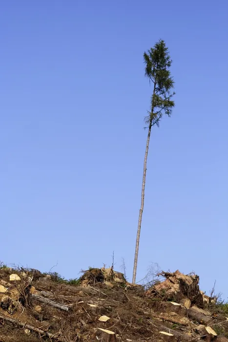 Gerahmter Druck : Ein einzelner Baum steht nach dem Sturm Kyrill.