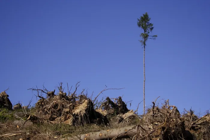 Gerahmter Druck : Ein einzelner Baum steht nach dem Sturm Kyrill. Gerahmter Druck : Ein einzelner Baum steht nach dem Sturm Kyrill.
