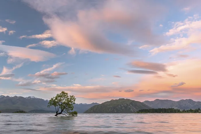Gerahmter Druck : Ein einzelner Baum steht im Wasser. Gerahmter Druck : Ein einzelner Baum steht im Wasser.