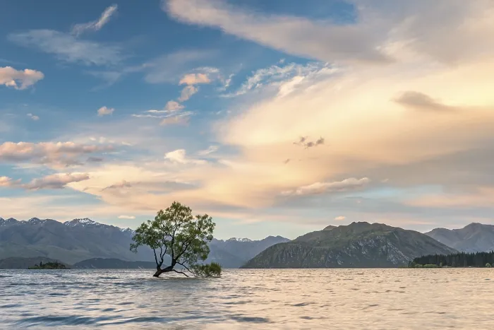 Gerahmter Druck : Ein einzelner Baum steht im Wasser. Gerahmter Druck : Ein einzelner Baum steht im Wasser.