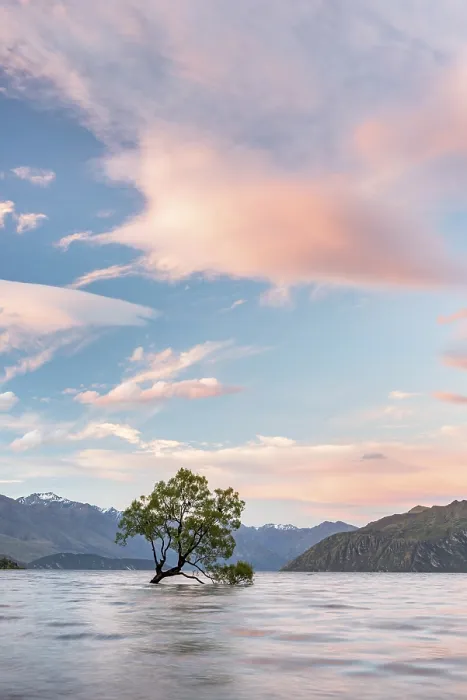Gerahmter Druck : Ein einzelner Baum steht im Wasser. Gerahmter Druck : Ein einzelner Baum steht im Wasser.