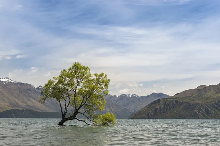 Gerahmter Druck : Ein einzelner Baum steht im Wasser. Gerahmter Druck : Ein einzelner Baum steht im Wasser.