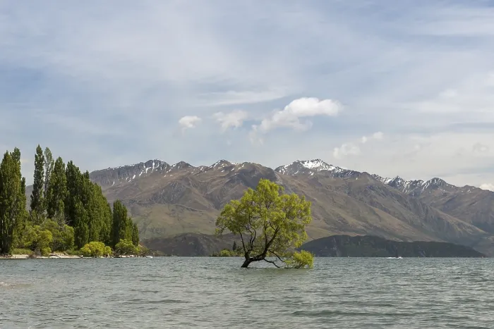 Gerahmter Druck : Ein einzelnes Baum steht im Wasser. Gerahmter Druck : Ein einzelnes Baum steht im Wasser.