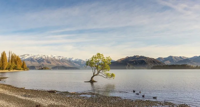 Gerahmter Druck : Ein einzelnes Baum steht im Wasser, Der Wanaka-Tree. Gerahmter Druck : Ein einzelnes Baum steht im Wasser, Der Wanaka-Tree.