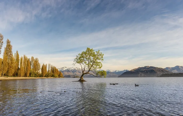Gerahmter Druck : Ein einzelner Baum steht im Wasser, Der Wanaka-Tree. Gerahmter Druck : Ein einzelner Baum steht im Wasser, Der Wanaka-Tree.