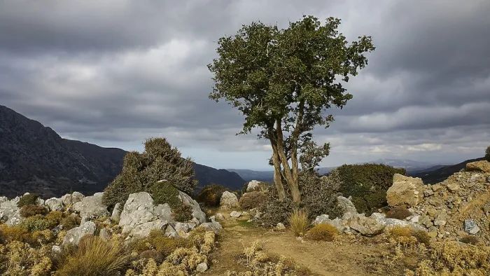 Gerahmter Druck : Ein einzelner Baum steht symbolisch in der Mitte eines rauen. Gerahmter Druck : Ein einzelner Baum steht symbolisch in der Mitte eines rauen.